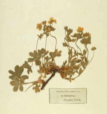 Mochna zlatá jedna z mála originálních herbářových položek Josefíny Kablíkové 