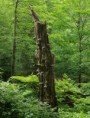 Na mrtvém dřevě stojí živý les 