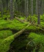 TZ: (Pra)lesy jsou i v Krkonoších 