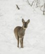 Dosavadní bilance zimní sezony – desítky mrtvých zvířat 