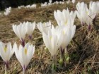 Šafrán bělokvětý - Horní Albeřice Flora