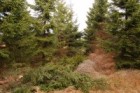 Poražené stromky zůstávají na místě, mrtvé dřevo vytvoří živiny, stín a ochranu ostatním stromkům a přirozenému zmlazení. Stabilizace významných lesních ekosystémů KRNAP