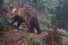 Medvěd hnědý (archiv Hnutí DUHA Olomouc) Monitoring evropsky významných druhů šelem ve vybraných lokalitách soustavy Natura 2000