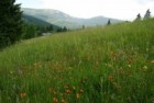 druhově bohatá smilková louka na silikátových podložích v horských oblastech Příklady předmětů ochrany soustavy Natura 2000 v Krkonoších