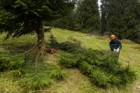 Vyřezávání stromů na enklávě Pod Šeřínem, foto Kamila Antošová Obnovný management krkonošských luk